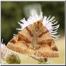 Euclidia glyphica - Braune Tageule 04.jpg